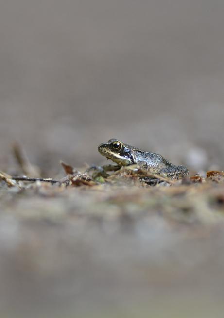Grenouille rousse juvénile