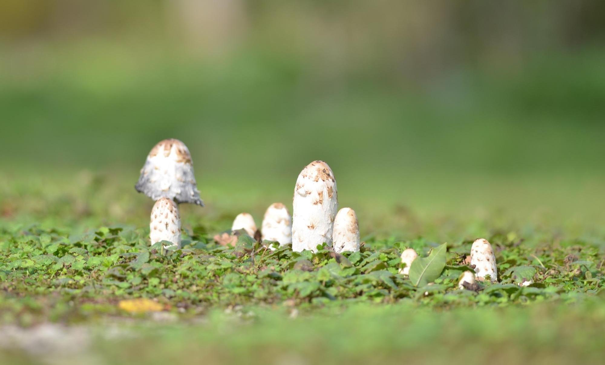 CHAMPIGNON