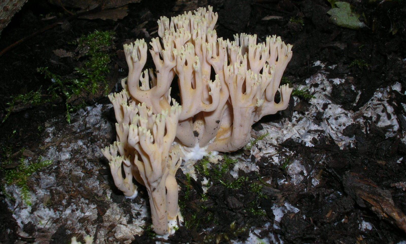 CHAMPIGNON