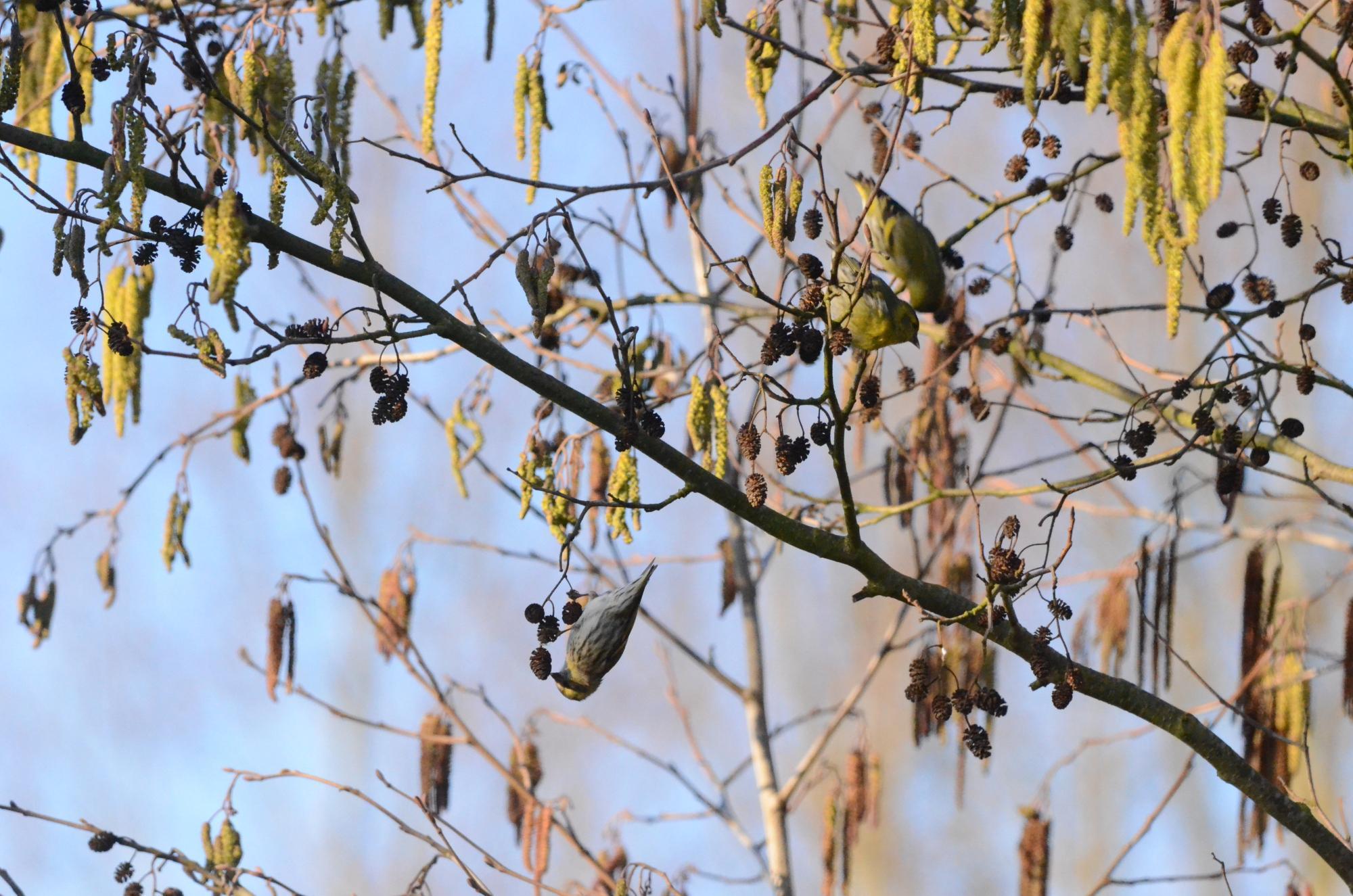 Aulne glutineux et Tarin des aulnes