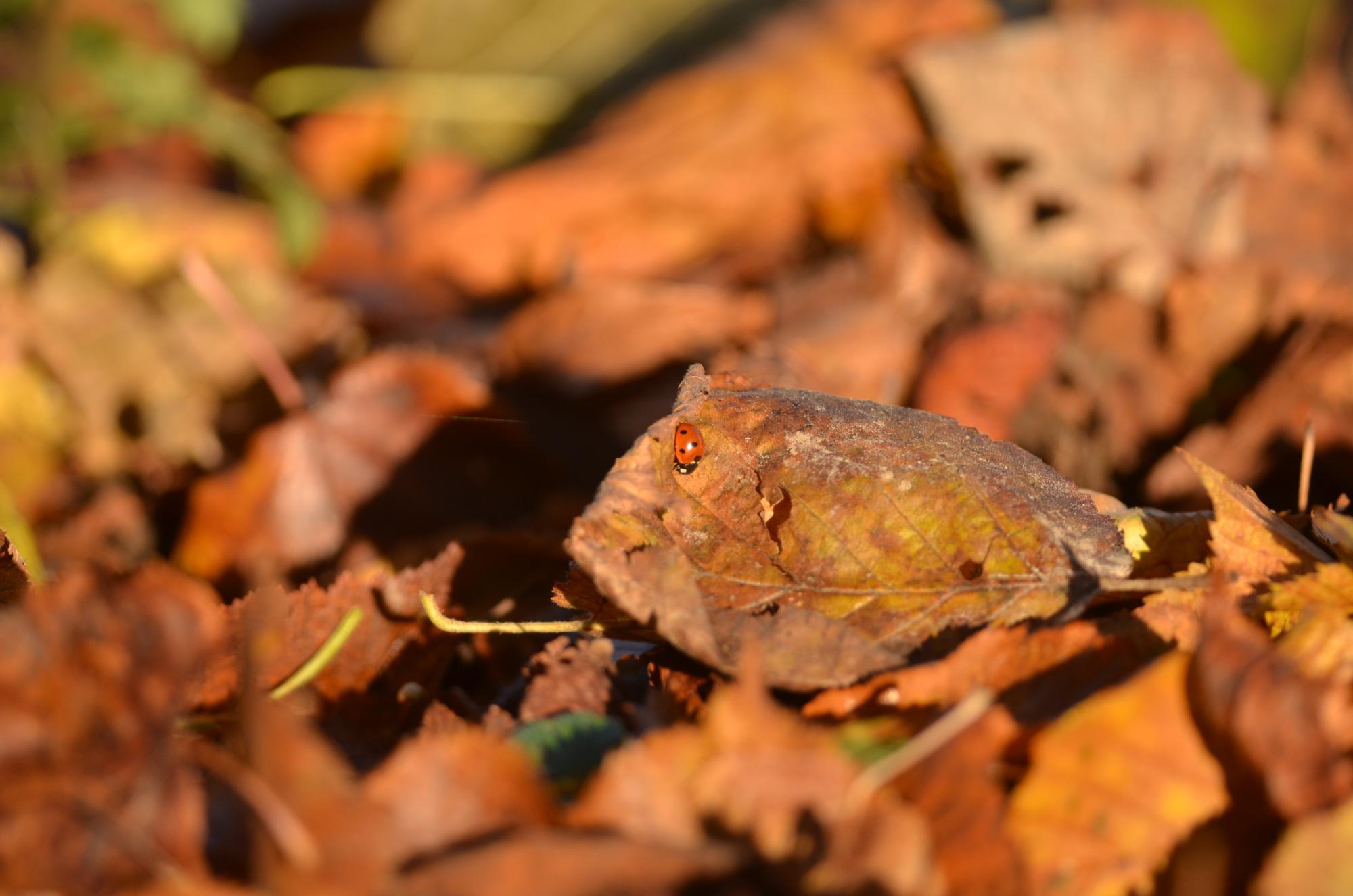Coccinelle à 7 points