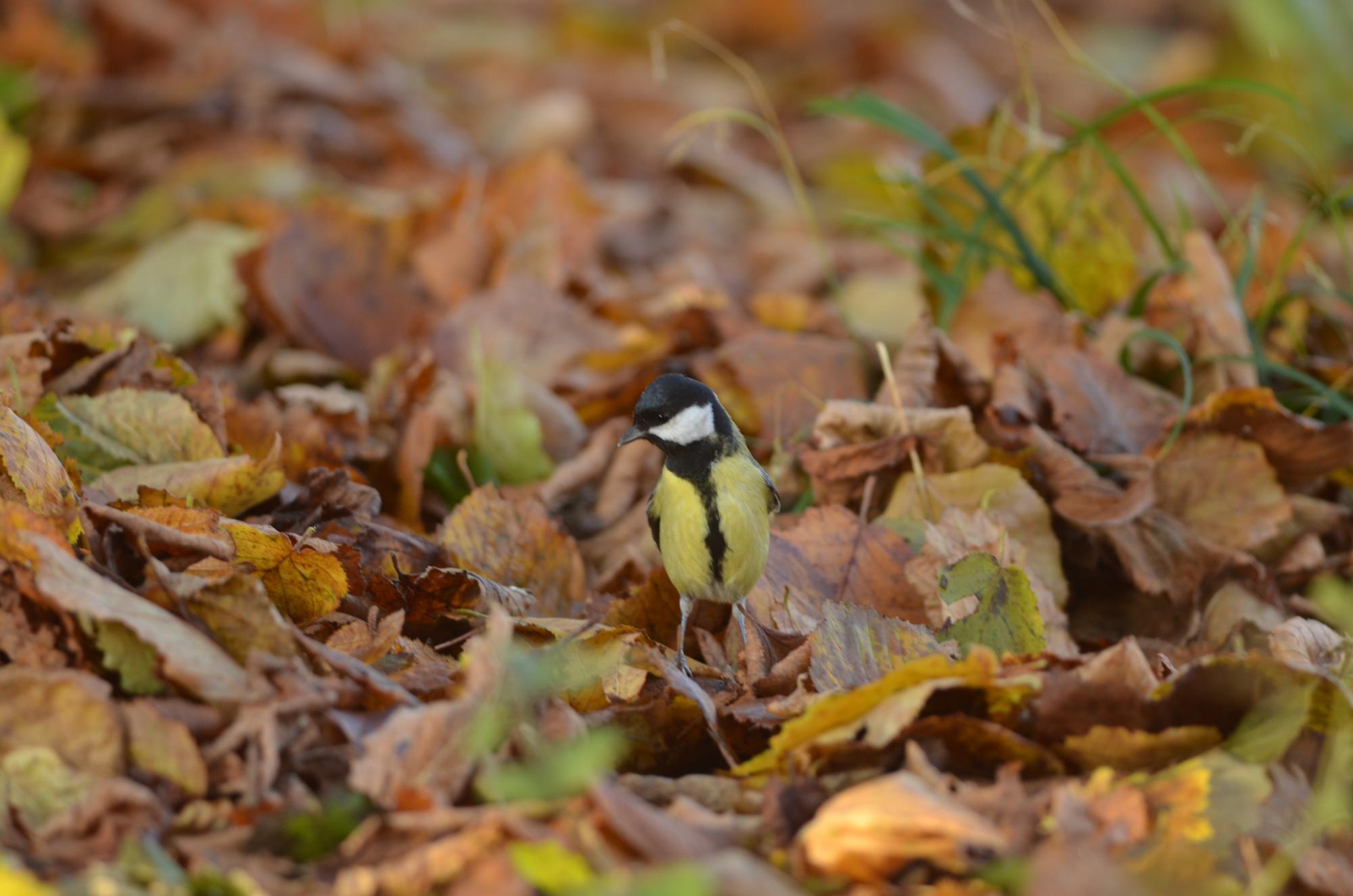 Mésange charbonnière
