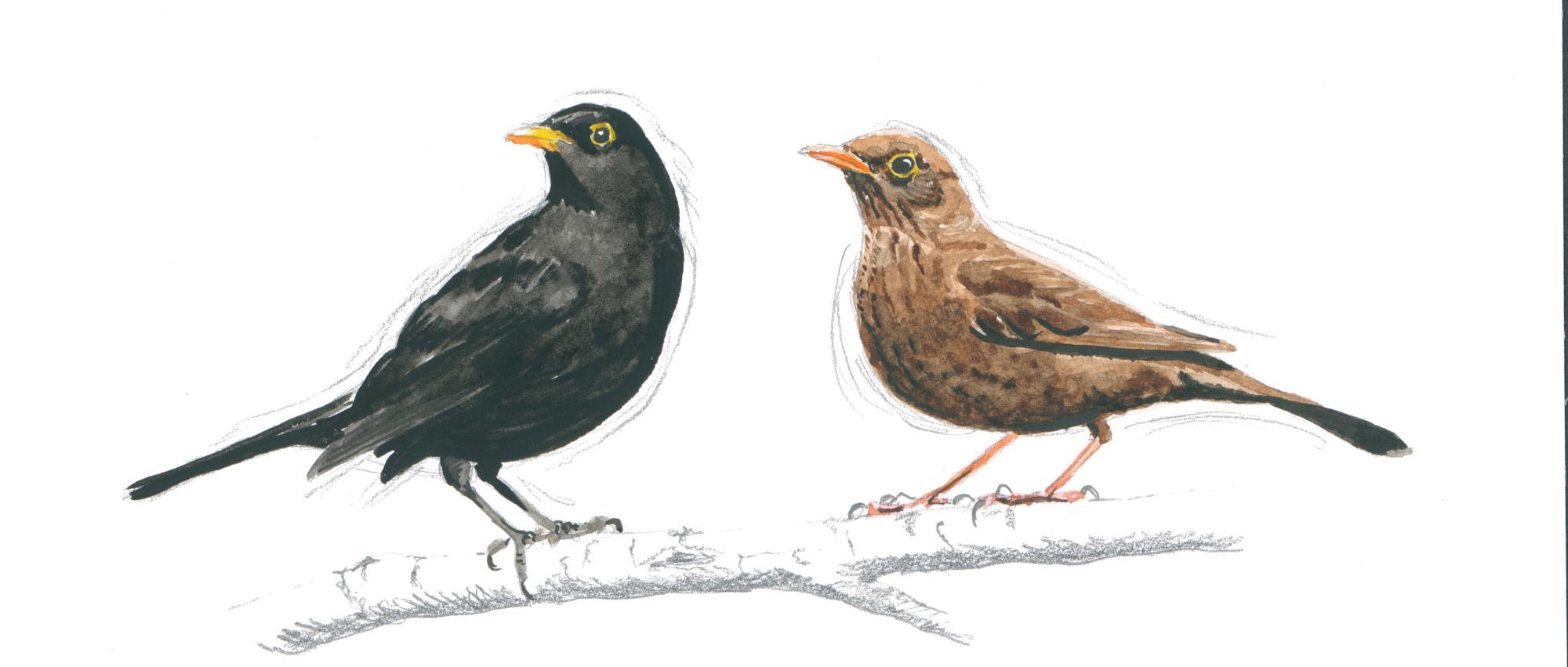 Merle noir mâle et femelle