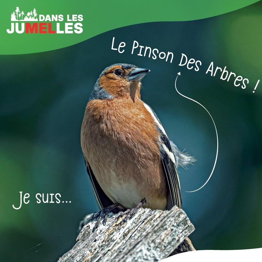 pinson des arbres