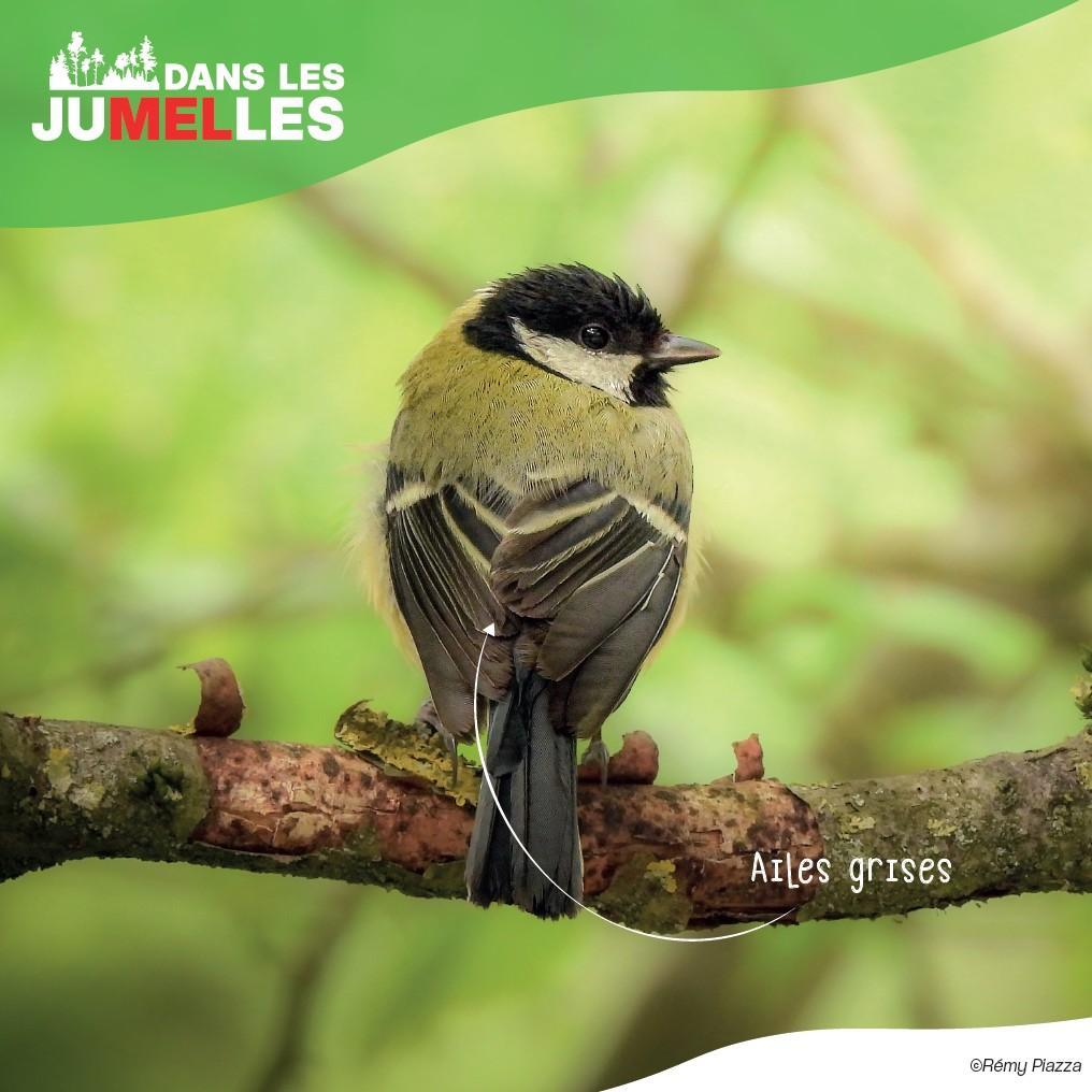 Mésange charbonnière