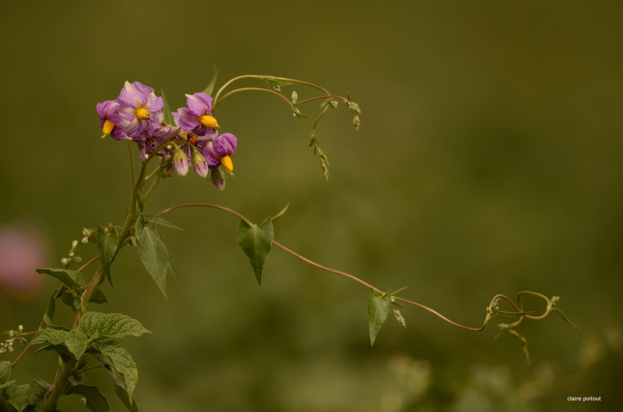 Morelle douce amère