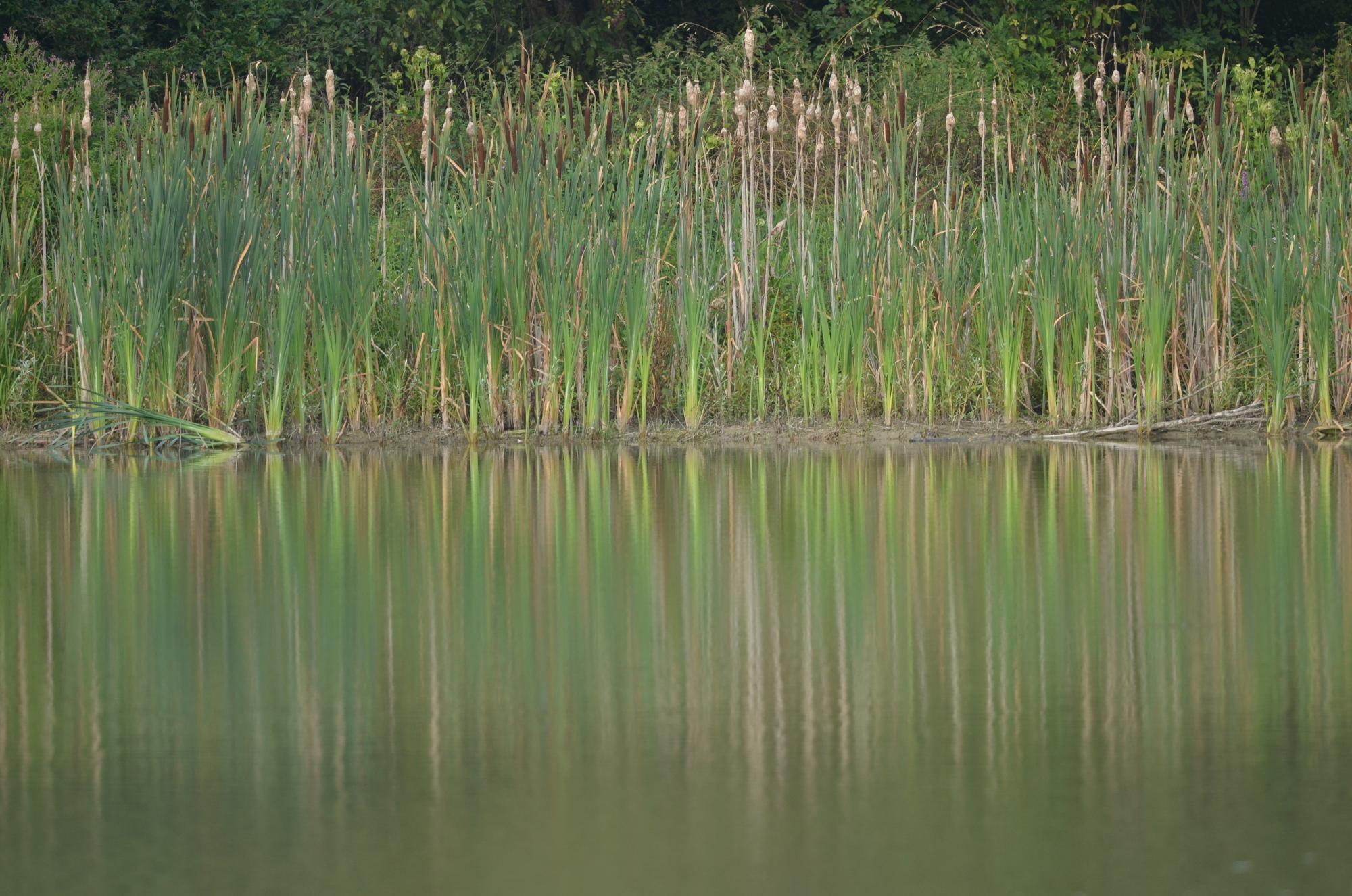 Massettes et zone humide