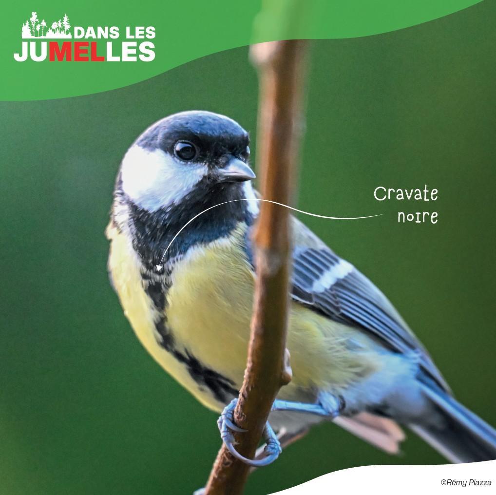 Mésange charbonnière 2