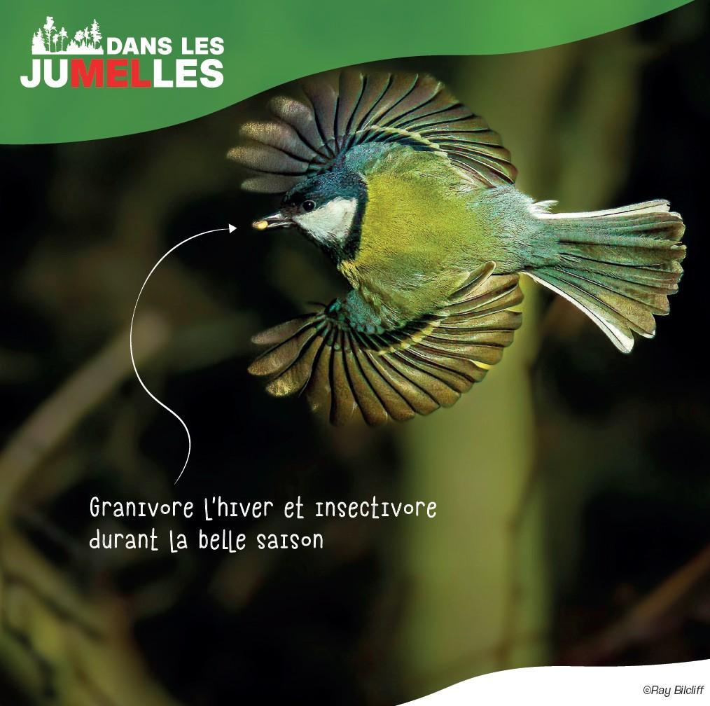 Mséange charbonnière 4