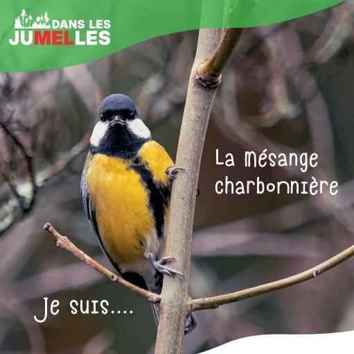 mésange charbonnière 5