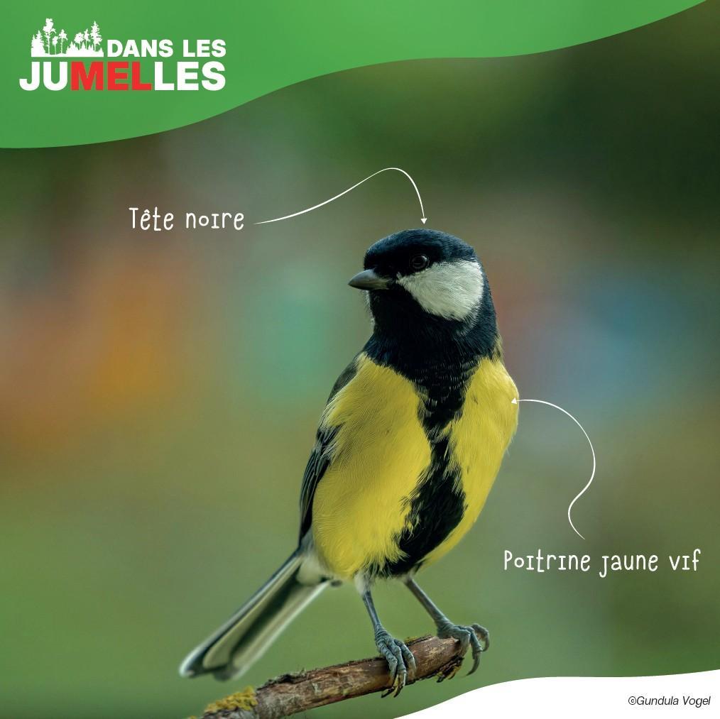 mésange charbonnière 3