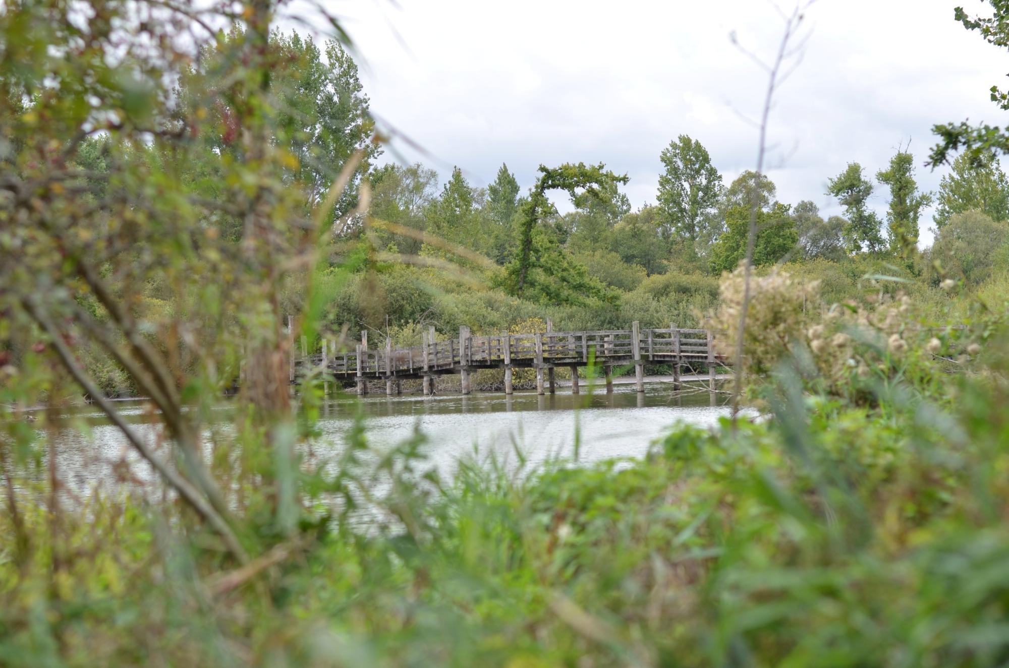 Les marais de Fretin