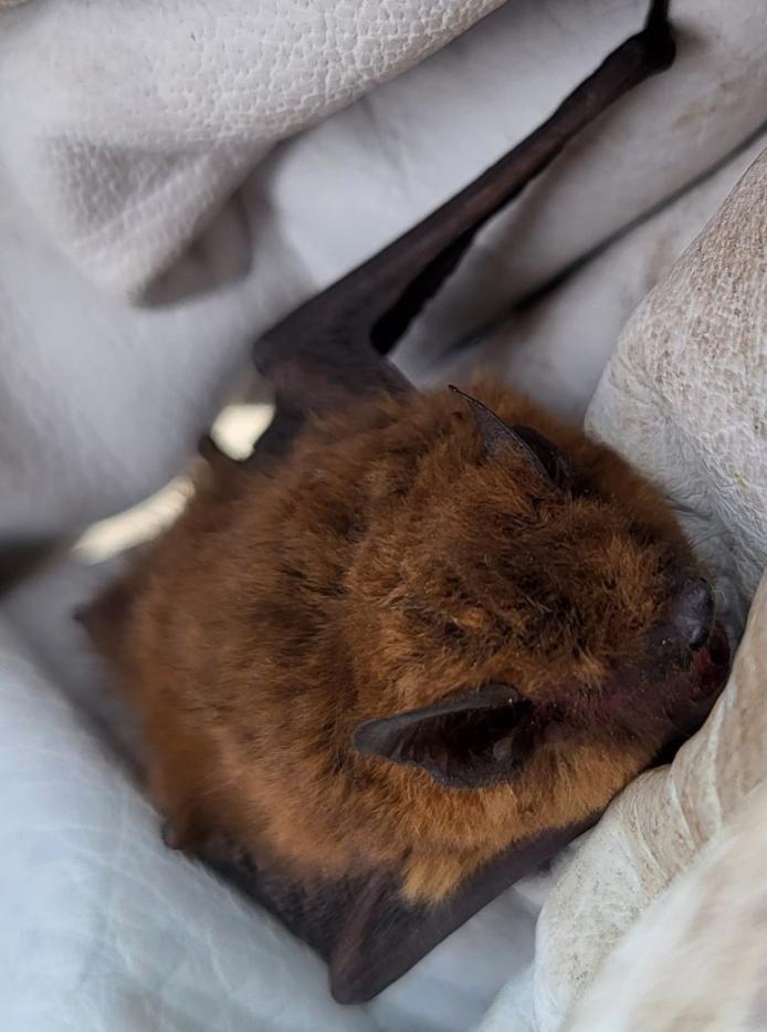 La Pipistrelle commune