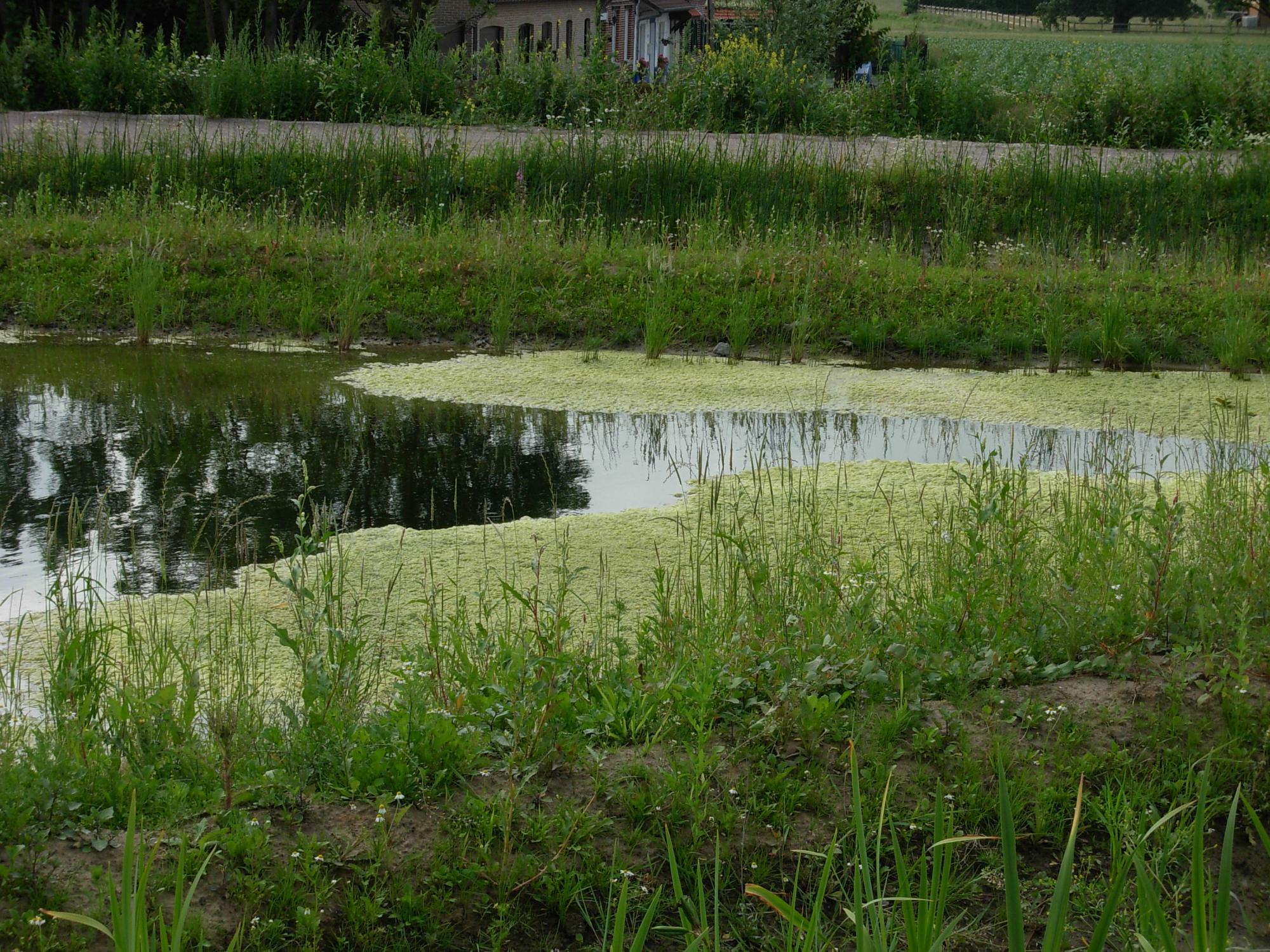 Le site des Bassins filtrants de Leers