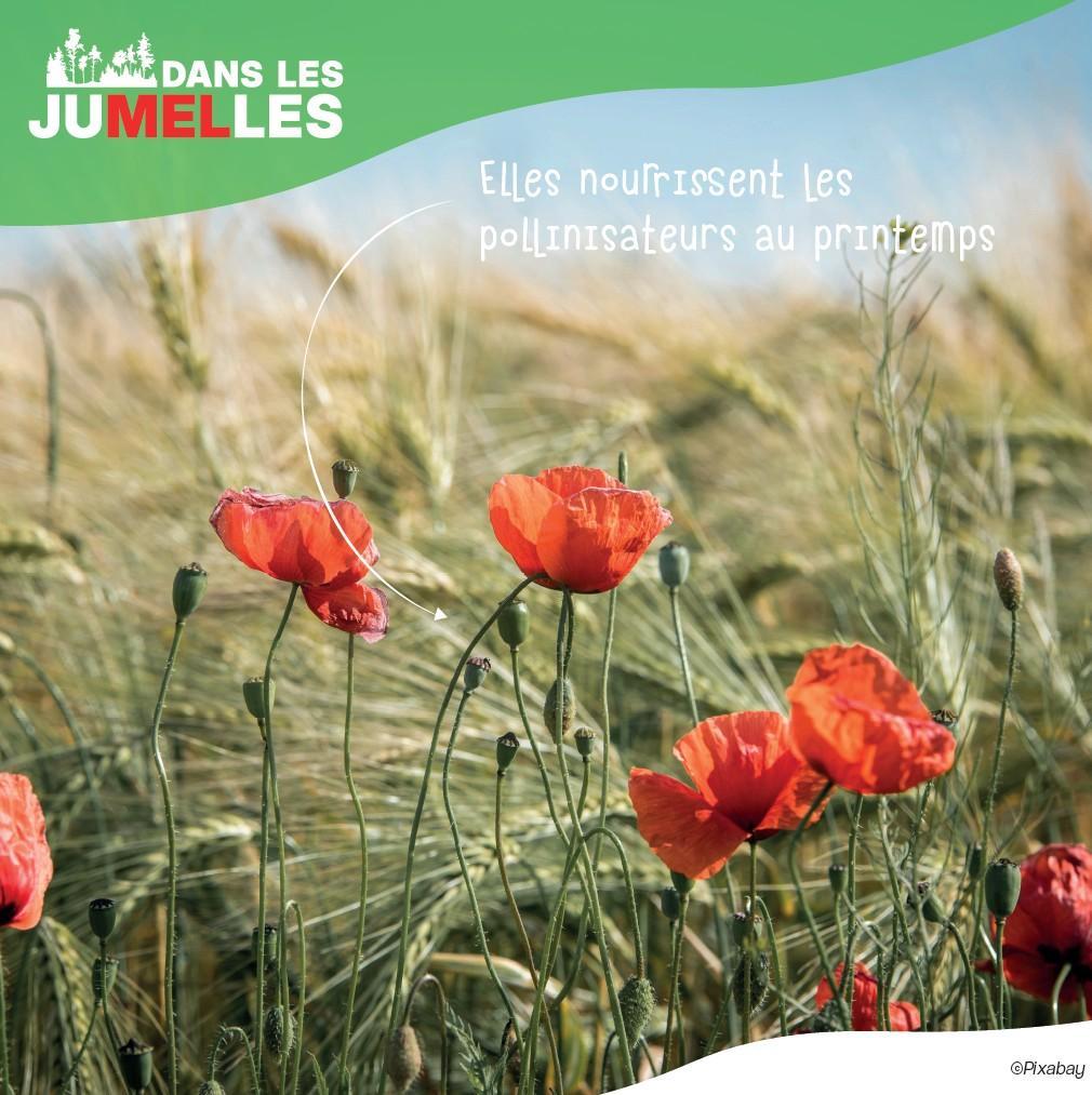 les fleurs messicoles