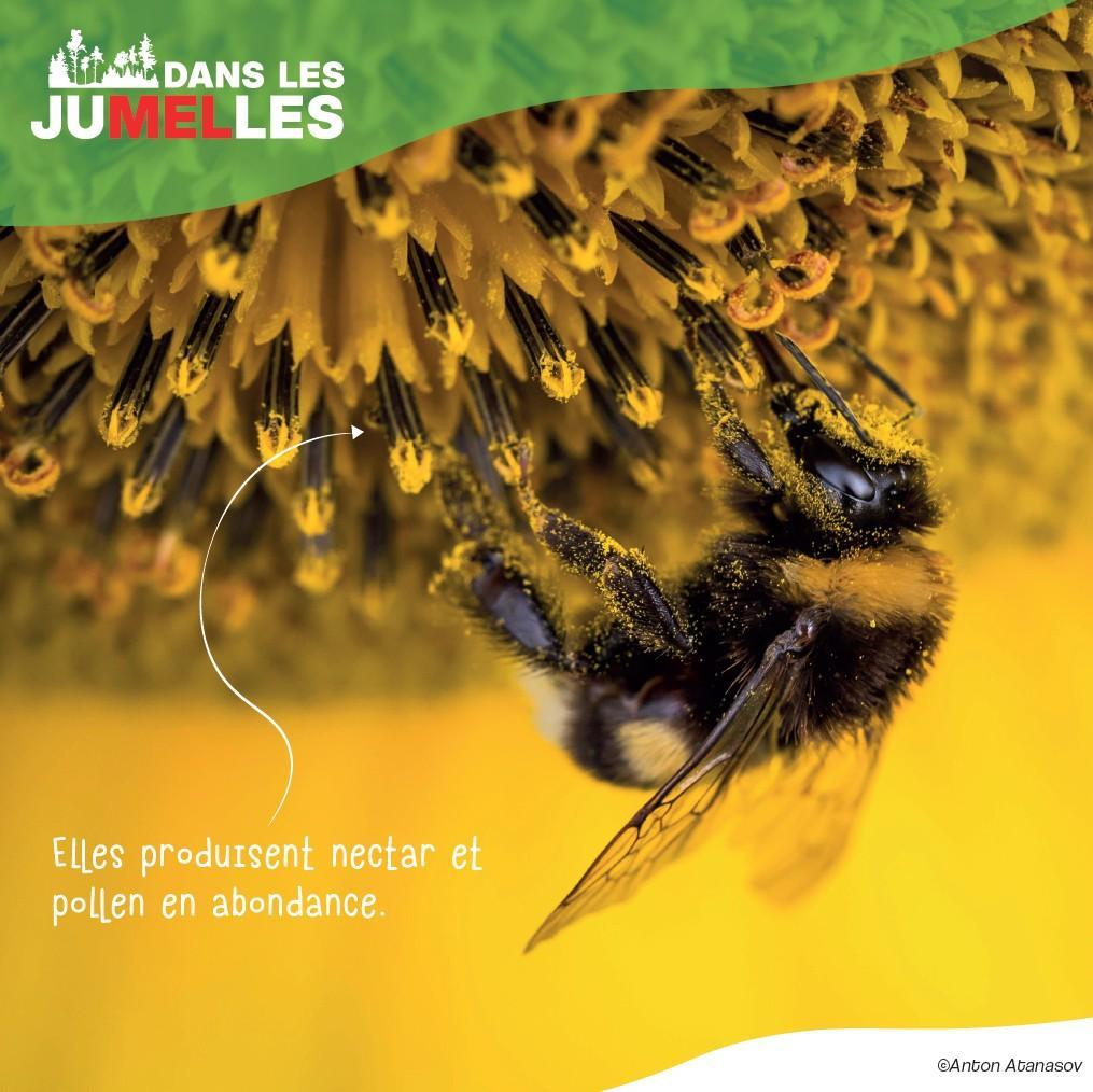 les fleurs messicoles