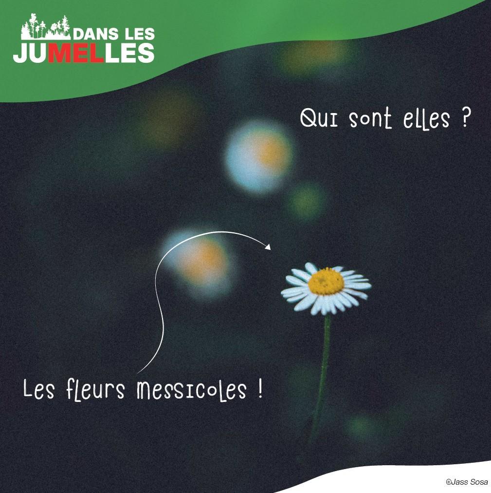 les fleurs messicoles