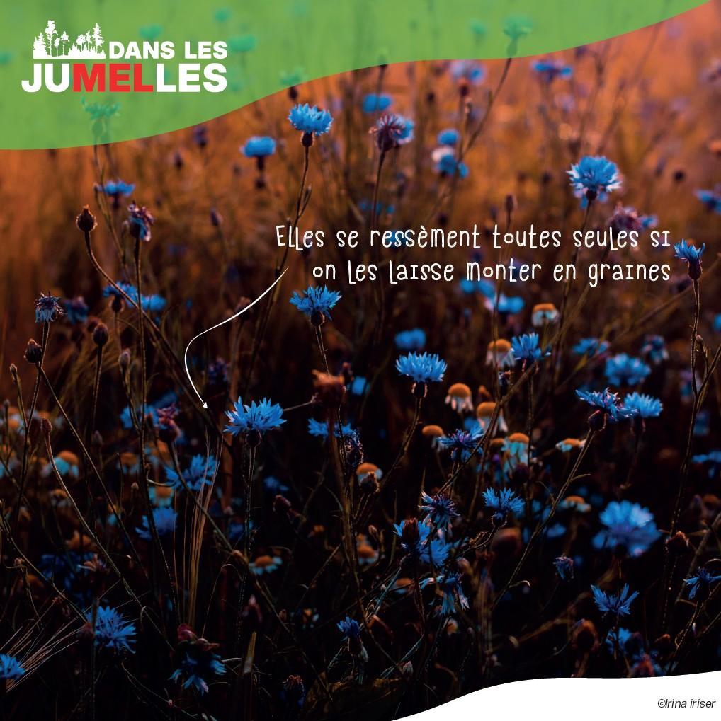 les fleurs messicoles