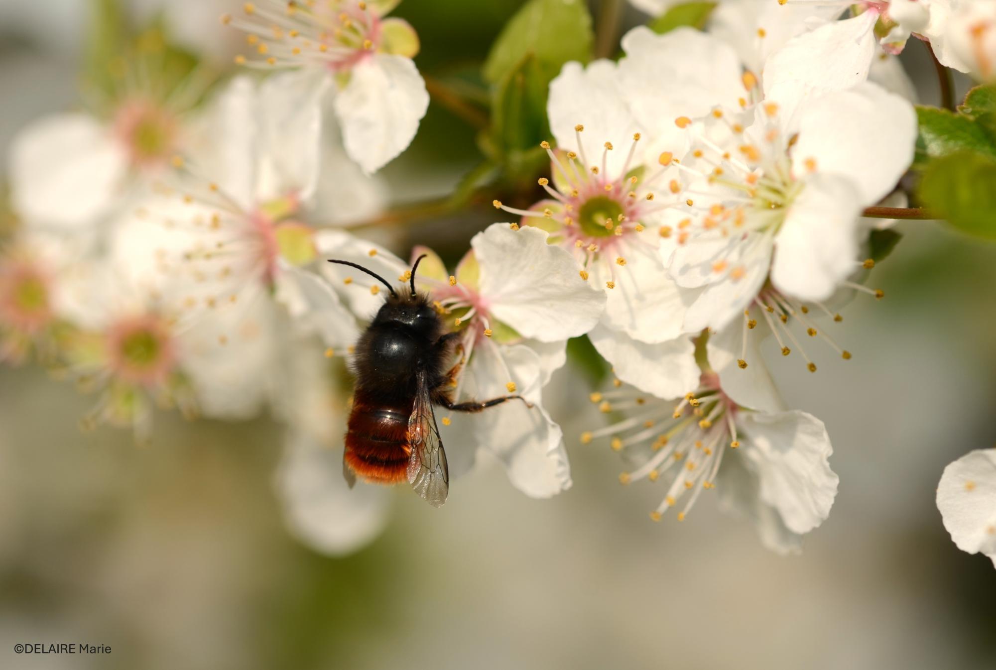Osmia cornuta qui butine une Rosacée - Don - 2025
