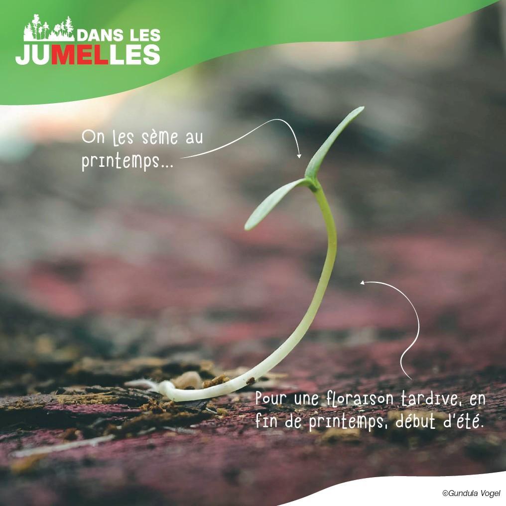 les fleurs messicoles