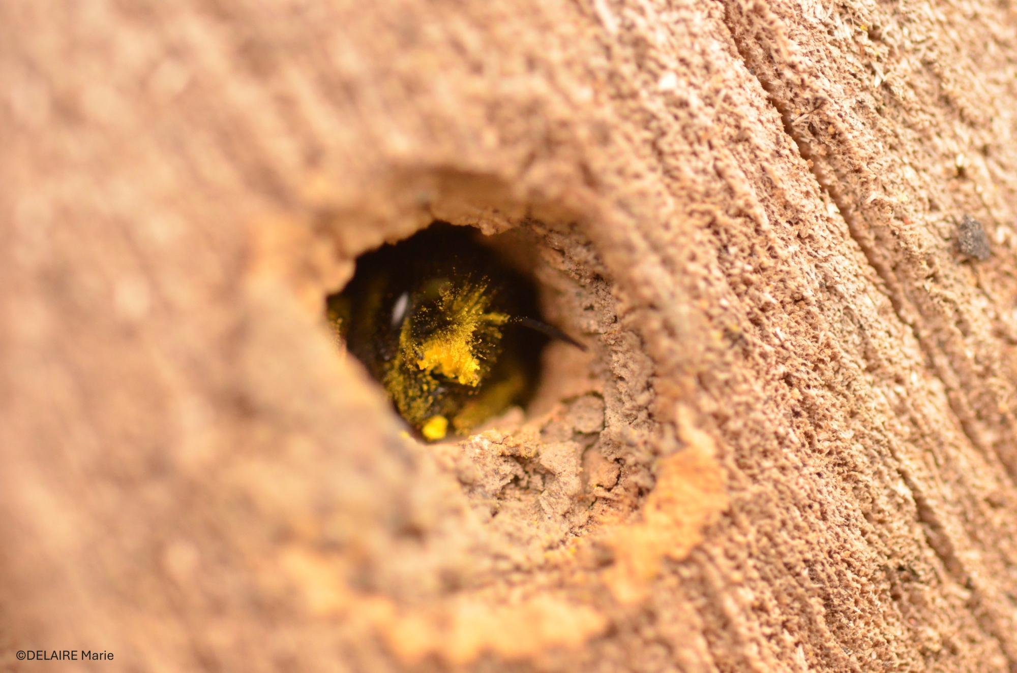 Osmia cornuta aménageant une loge de pollen et nectar - Villeneuve d’Ascq - 2025 