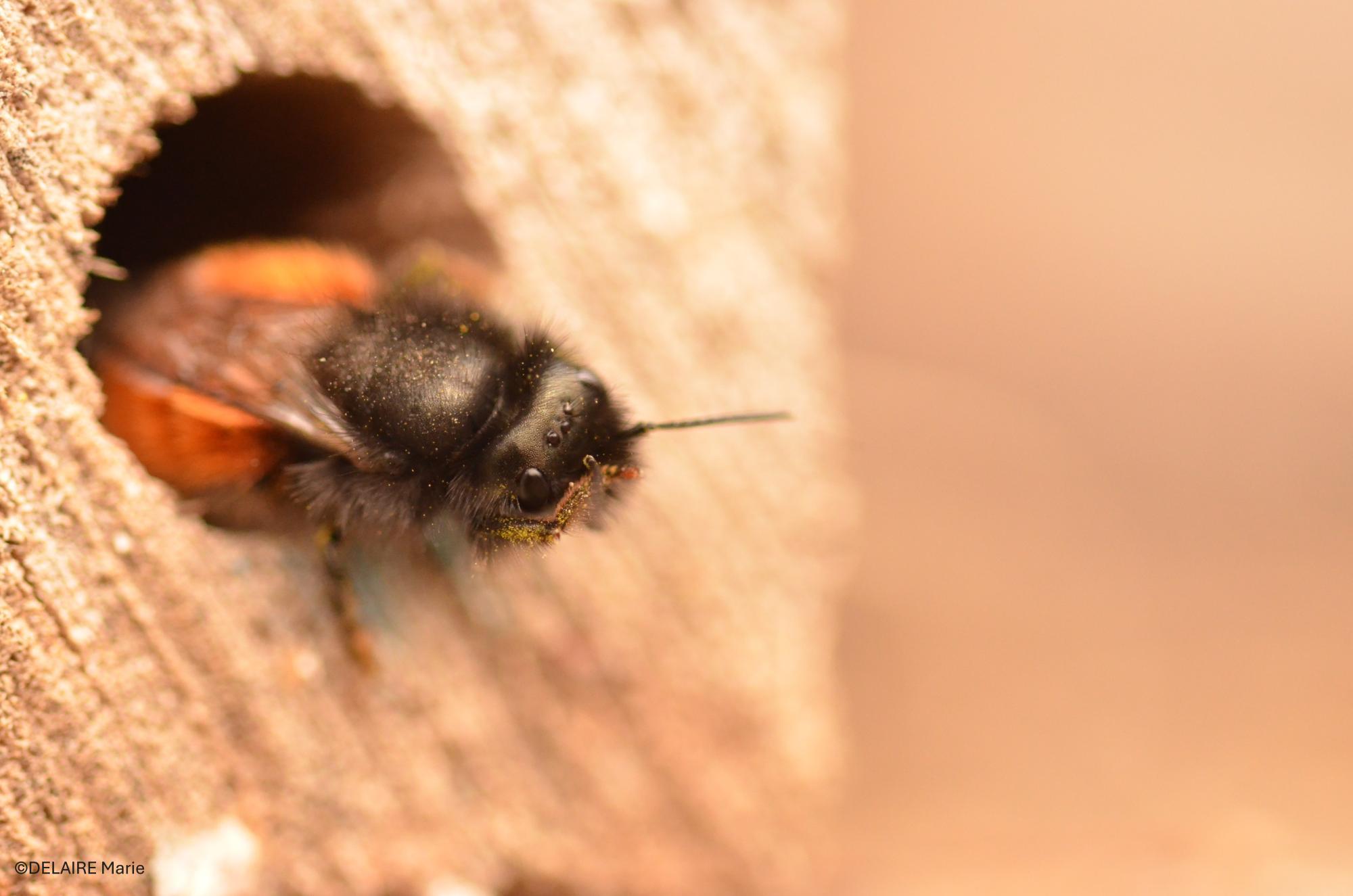 Osmia cornuta qui sort d’une bûche percée - Villeneuve d’Ascq, 2025 ©DELAIRE Marie.