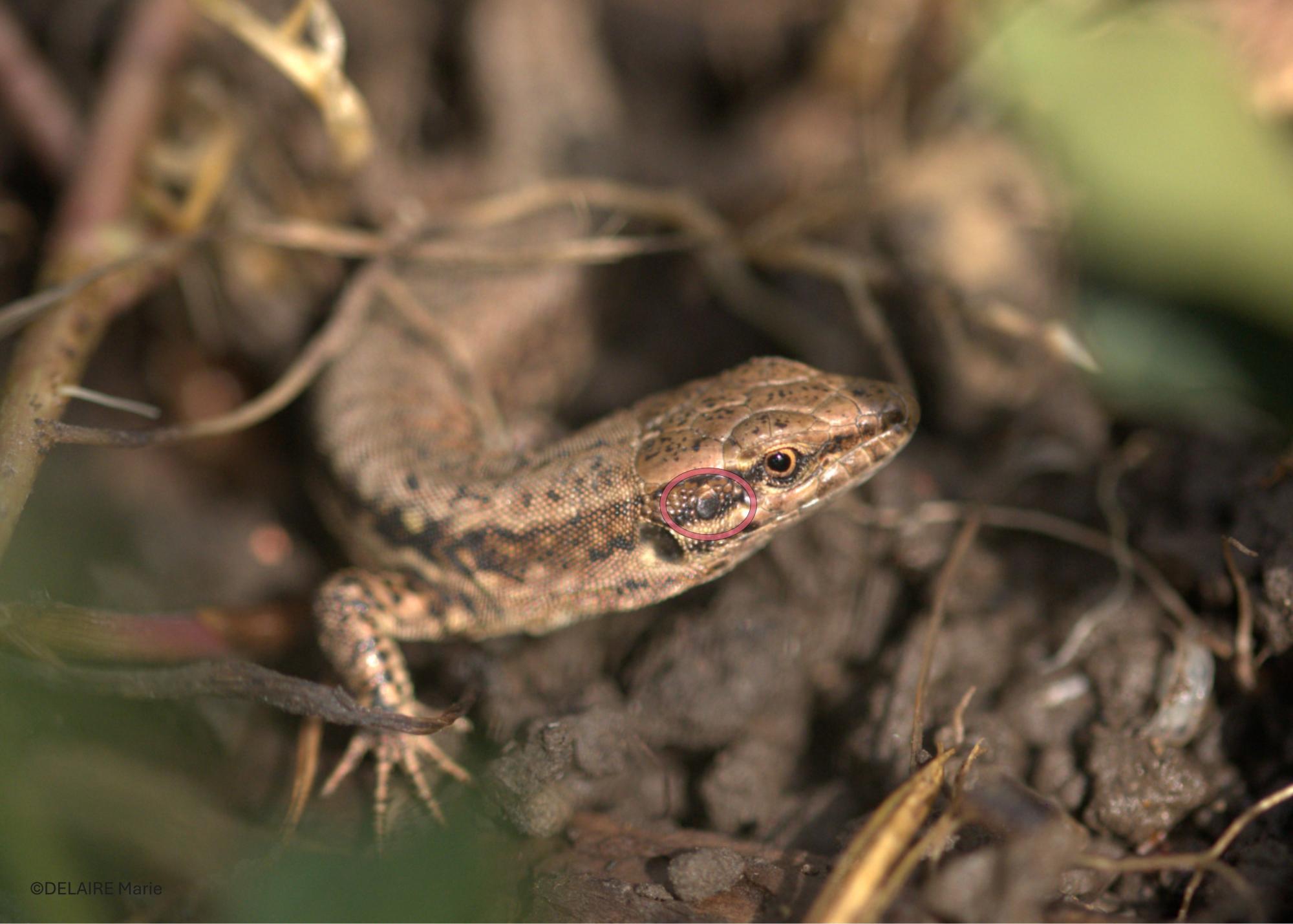 Podarcis muralis a une écaille massétérique grosse et ronde entourée de petites écailles temporales - Erquinghem-Lys, 2026 