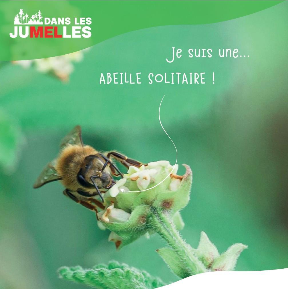 ABEILLE SOLITAIRE 5