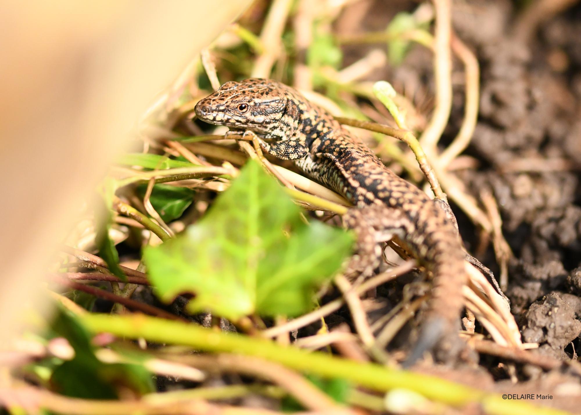Podarcis muralis est capable de pratiquer l’autotomie avec sa queue - Erquinghem-Lys