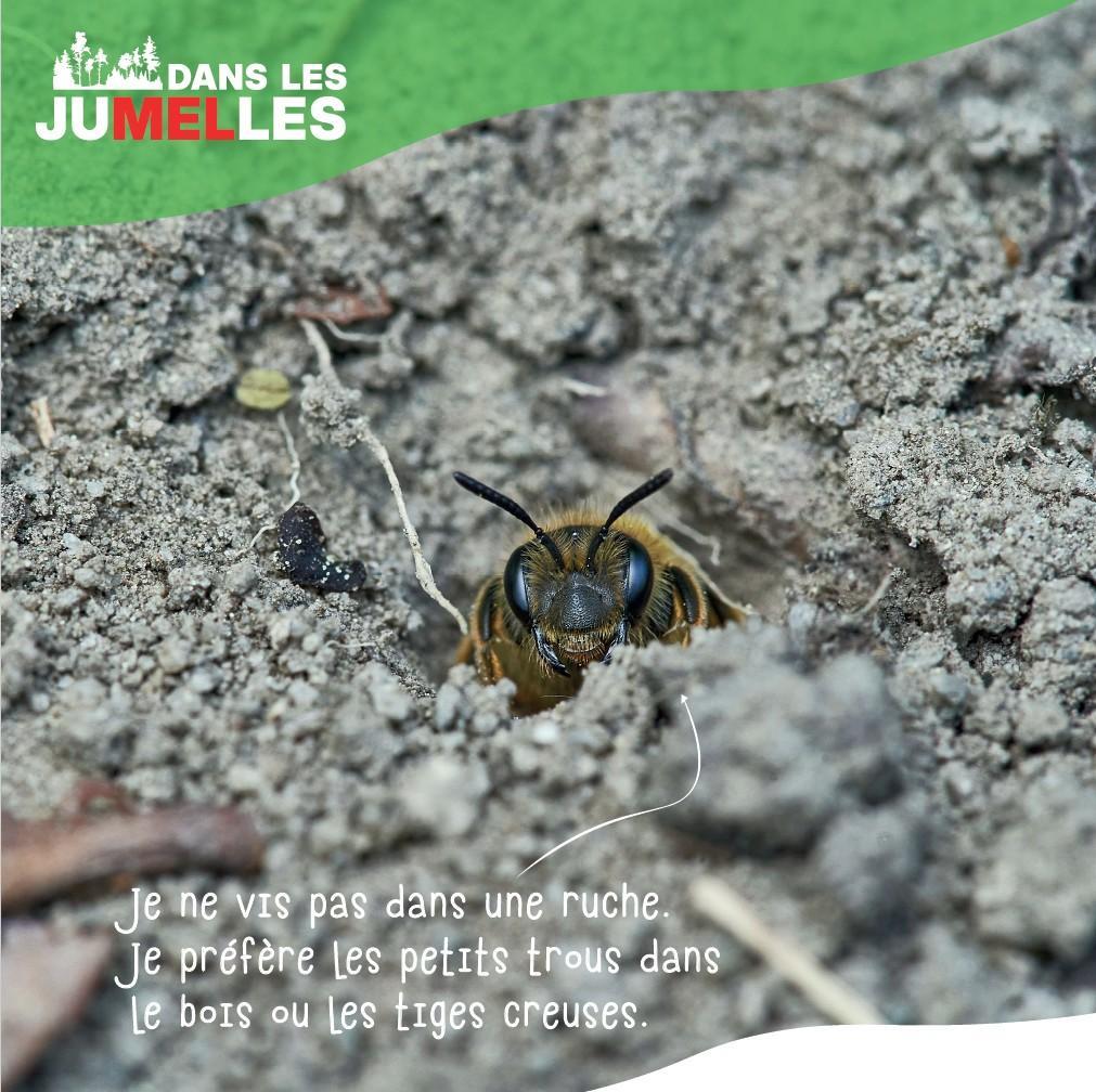 ABEILLE SOLITAIRE 2