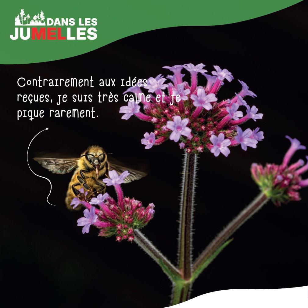 ABEILLE SOLITAIRE 3