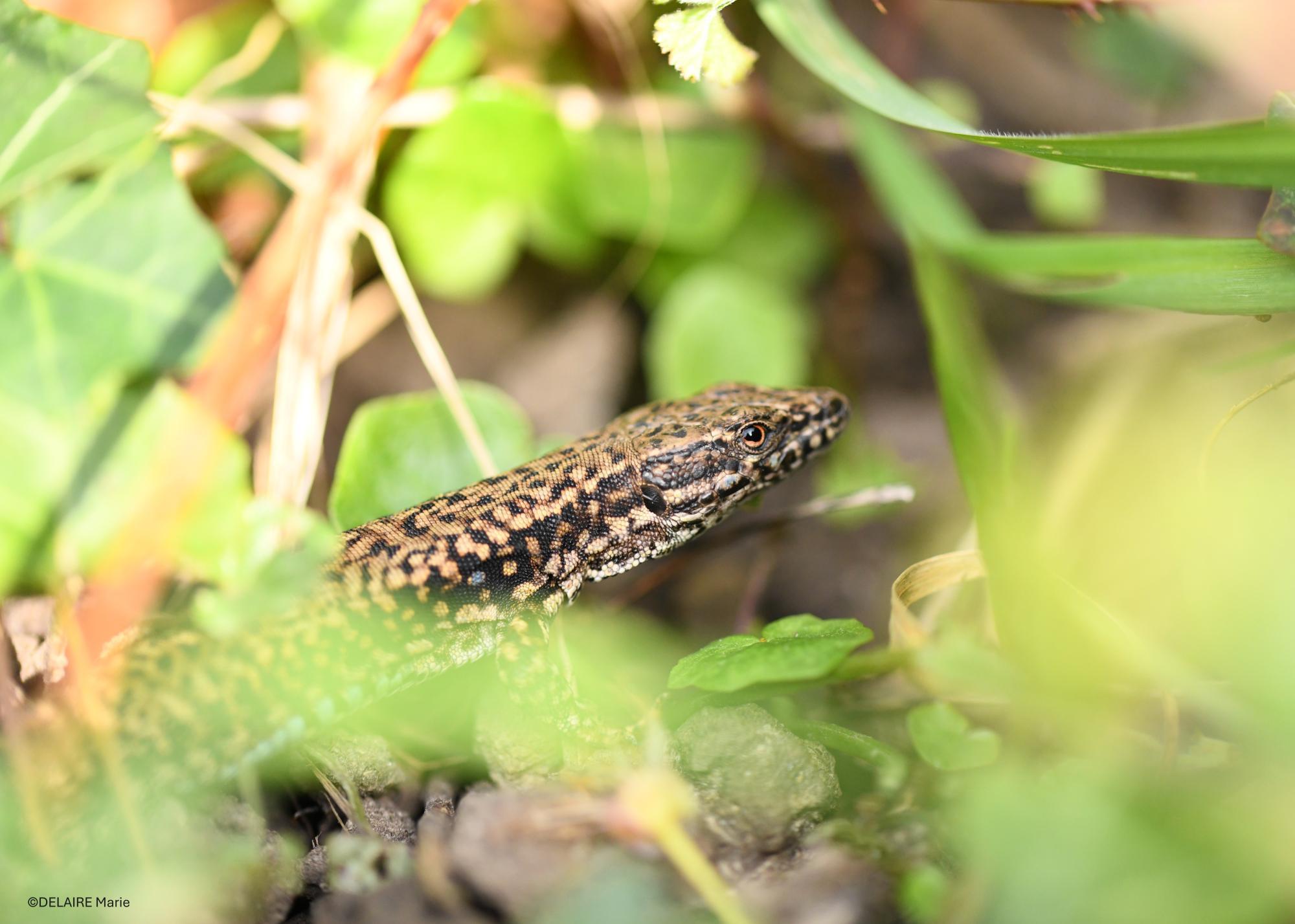 Lézard des murailles mâle avec tâches bleues