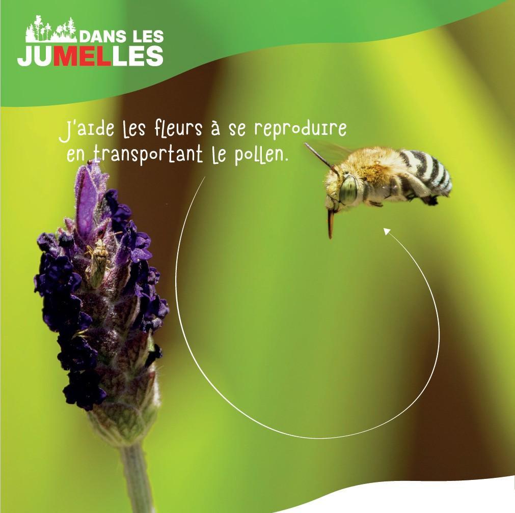 abeille solitaire 1