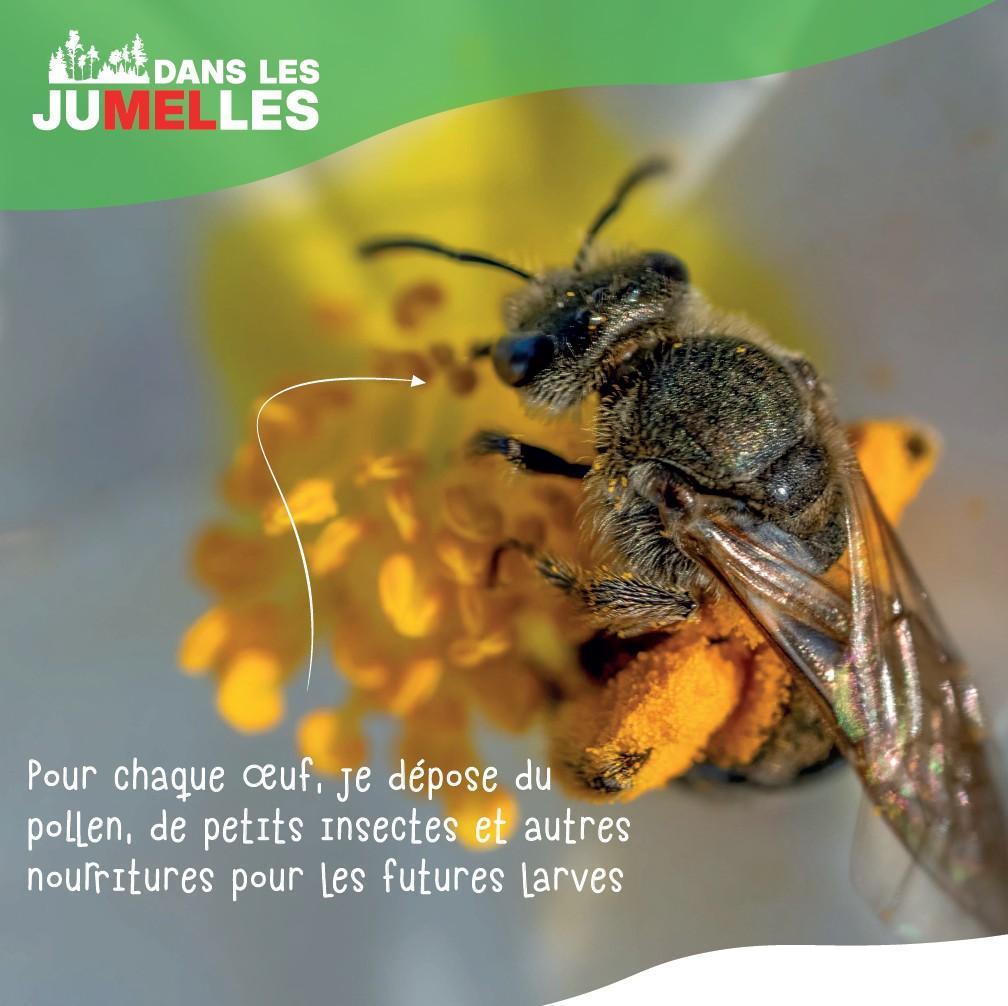 ABEILLE SOLITAIRE 4