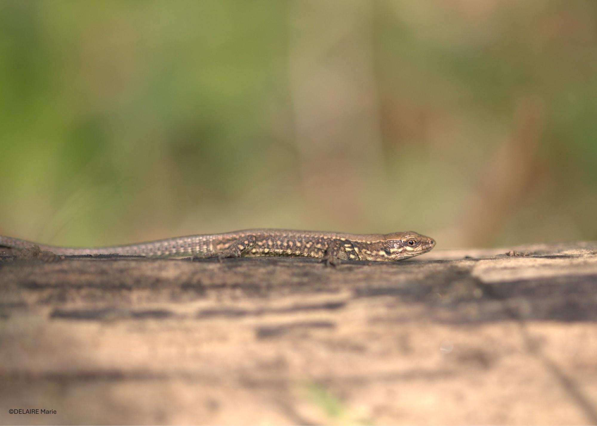 Podarcis muralis en héliothermie - Erquinghem-Lys, 2026 