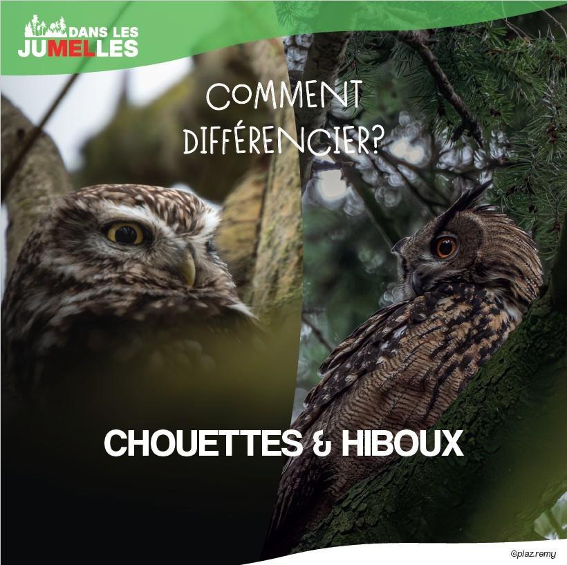 chouette ou hiboux