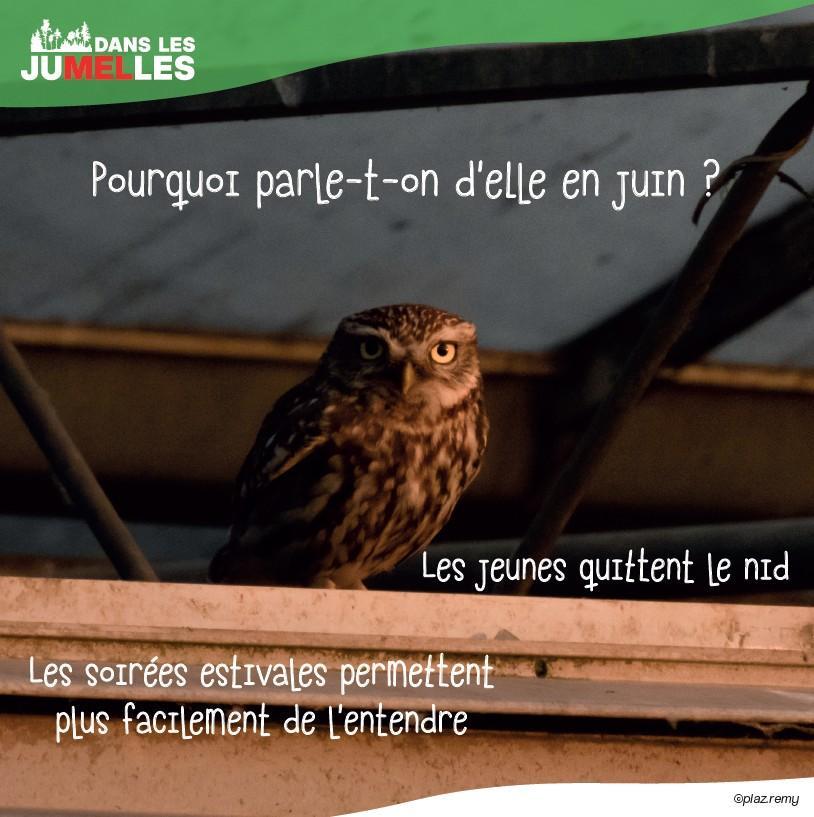 chouette ou hibou