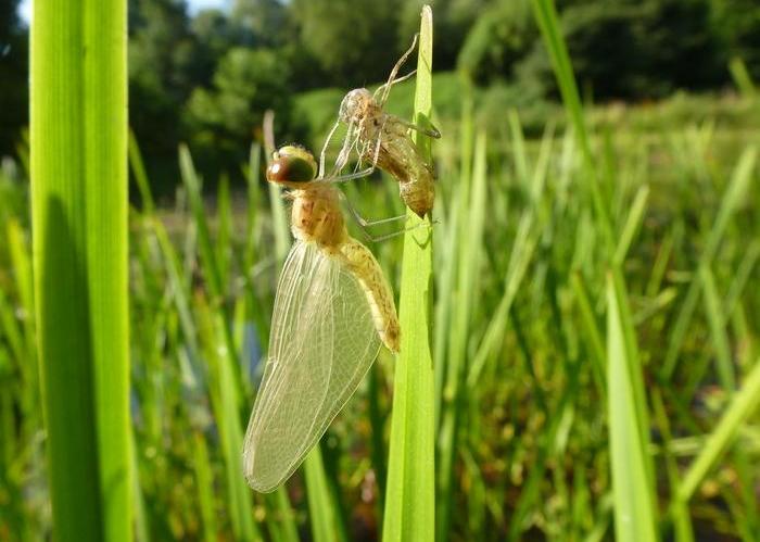insectes