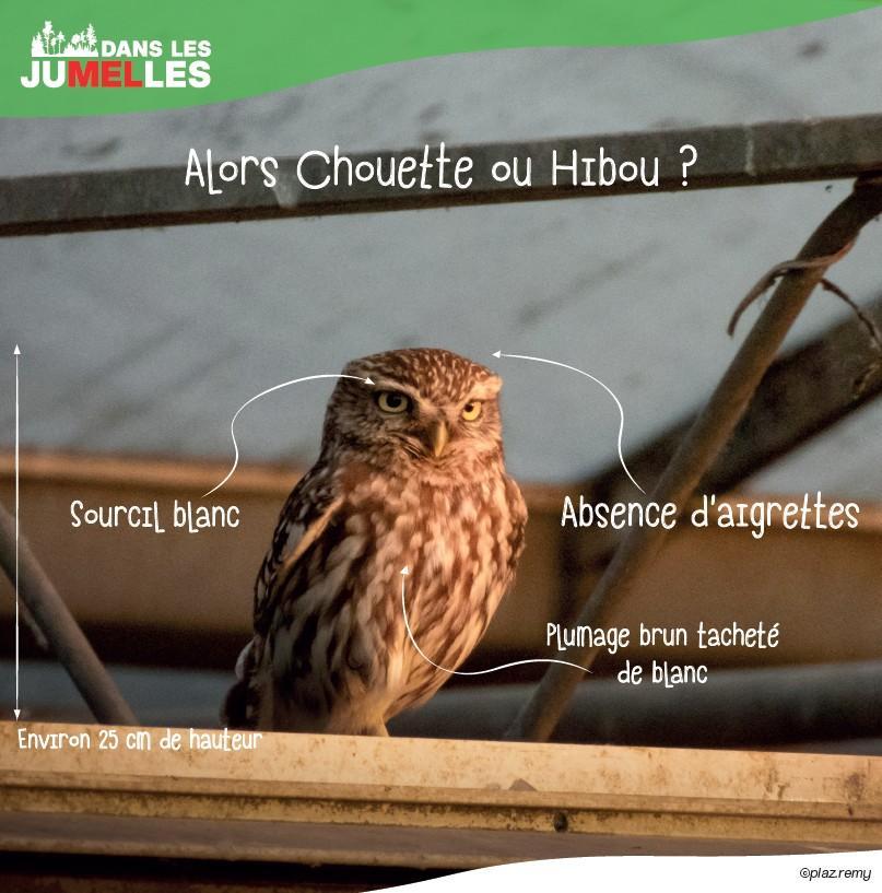 chouette ou hibou