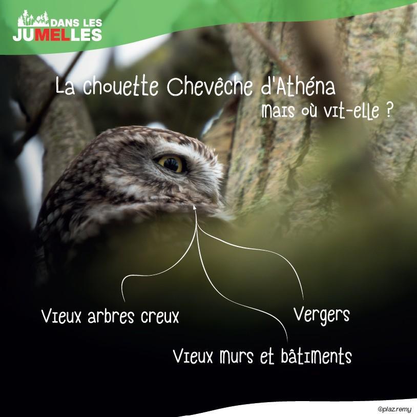 chouette ou hibou