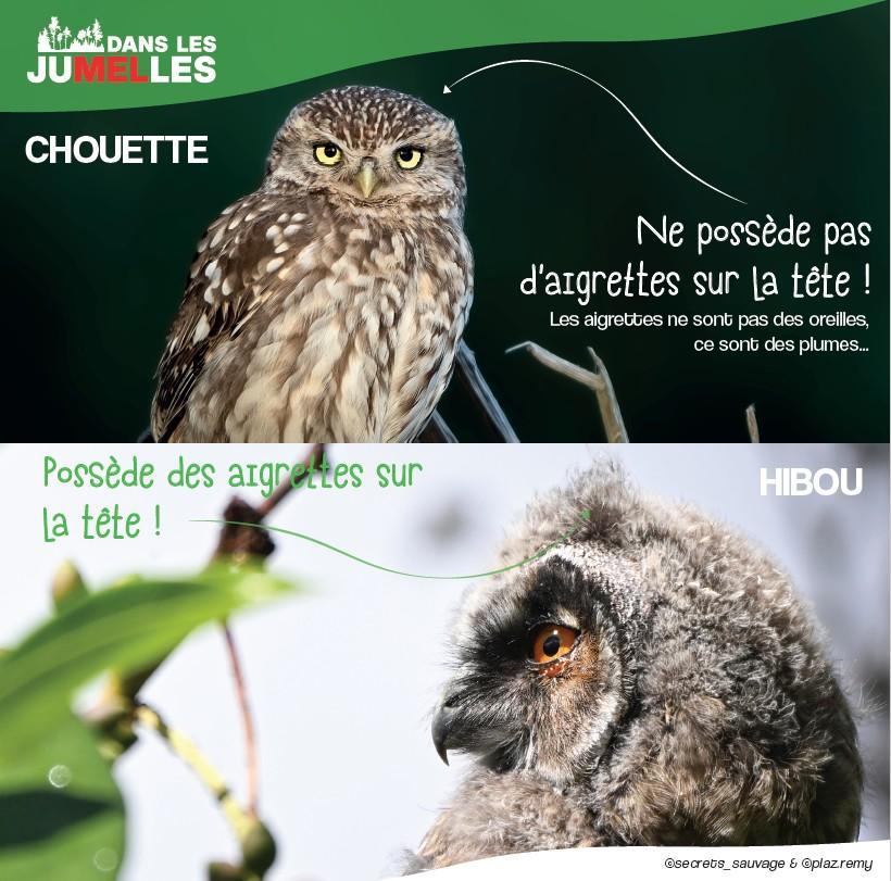 chouette ou hiboux