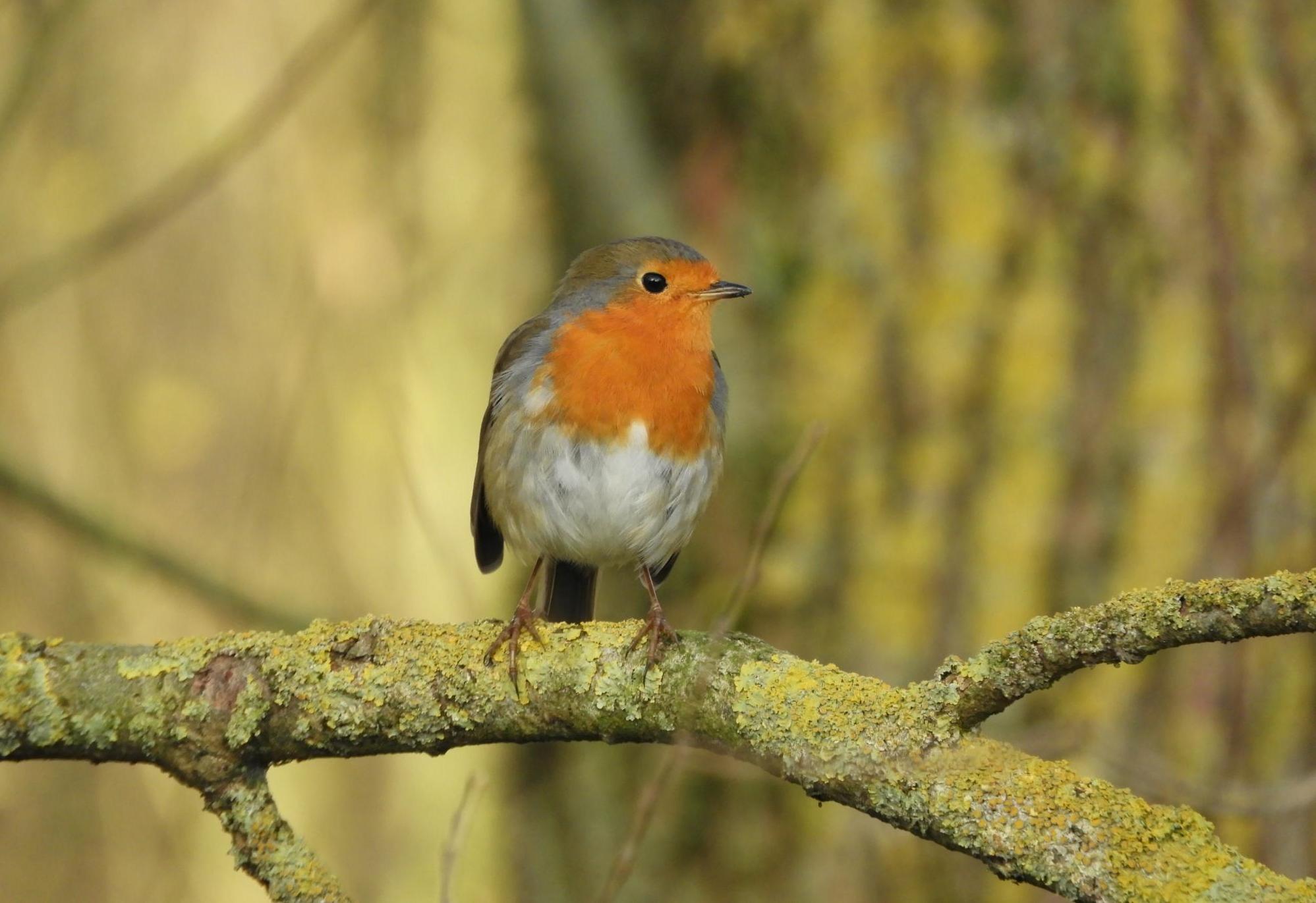 Rouge Gorge