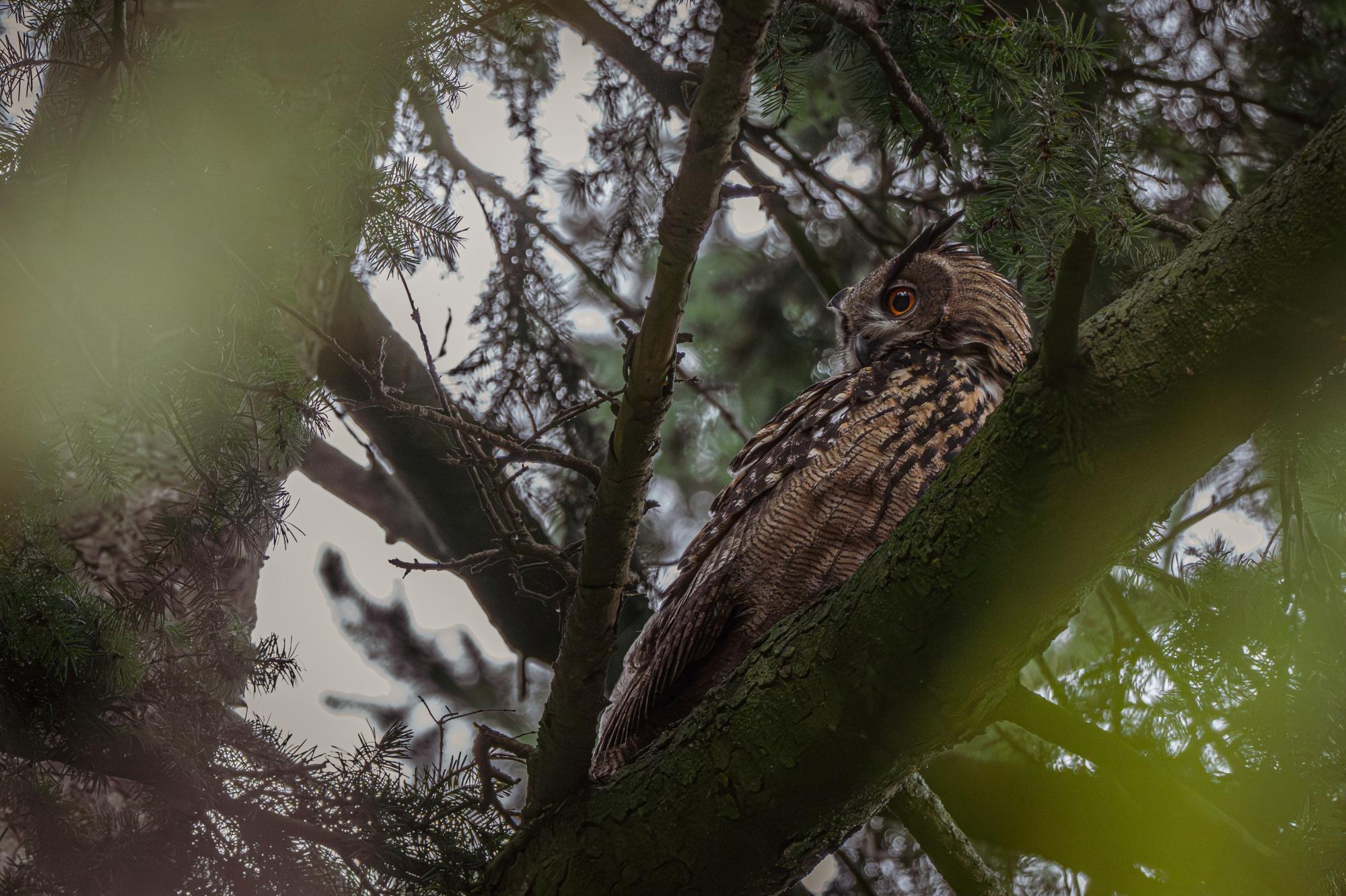 Hibou-Grand Duc