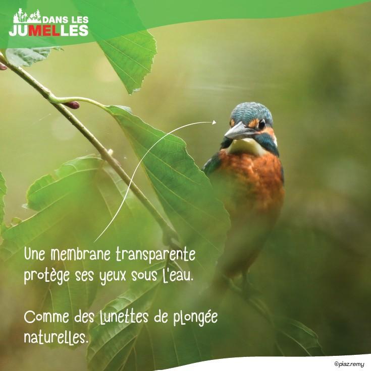 Martin-pêcheur