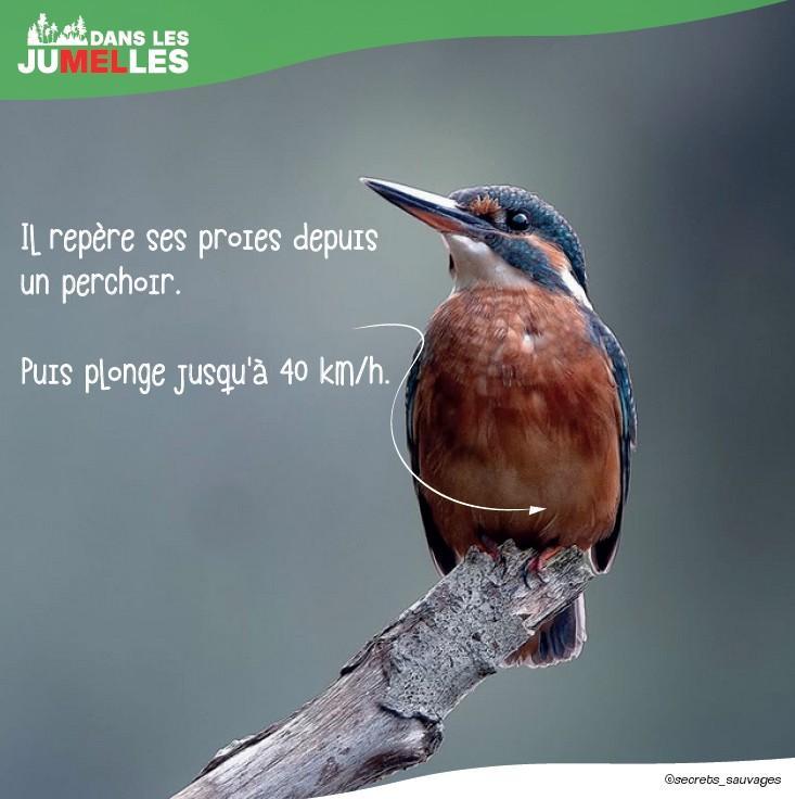 Martin-pêcheur