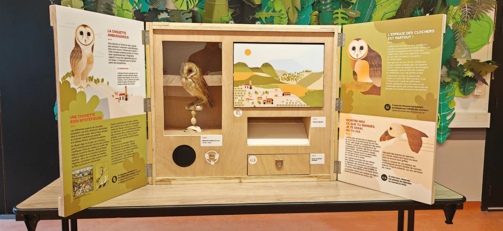 La Chouette ambassadrice - Musée d'histoire naturelle - Lille