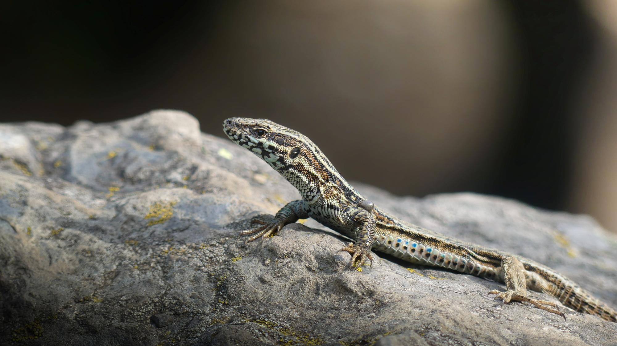 Lézard des Murailles
