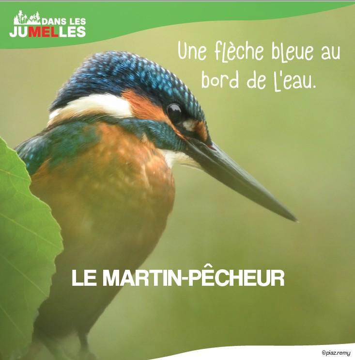 Martin-pêcheur