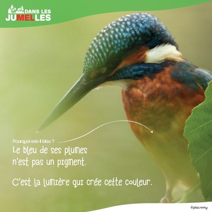 Martin-pêcheur 