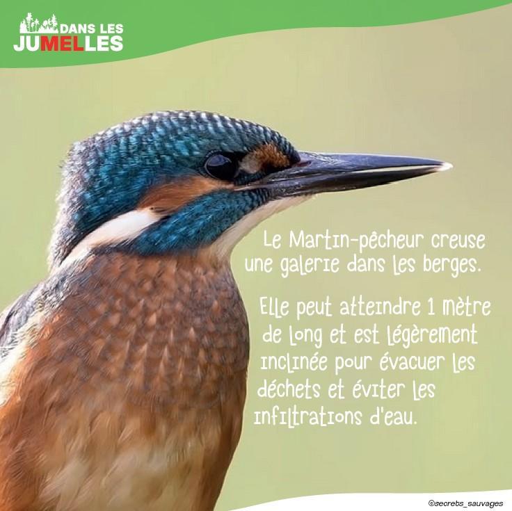Martin-pêcheur
